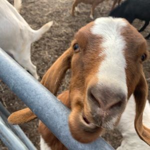 Meet your Posher, Zach